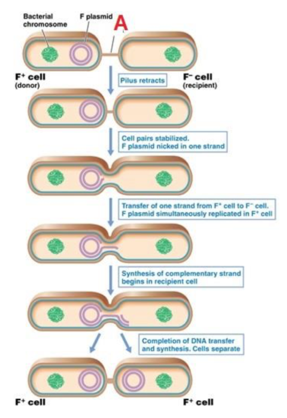 What does this illustrate? A) Transformation B) Tr