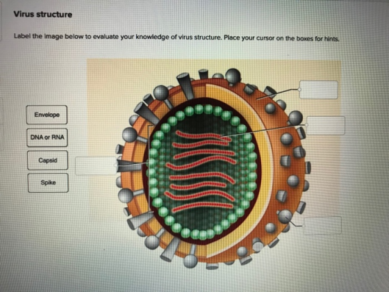 Virus structure Label the image below to evaluate your knowledge of virus structure. Place your cursor on the boxes for hints
