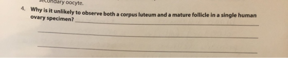 ary oocyte. 4. Why is it unlikely to observe both a corpus luteum and a mature follicle in a single human ovary specimen?