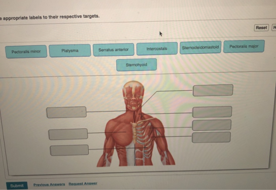 appropriate labels to their respective targets. Reset C Pectoralis minor Platysma Serratus anterior Intercostals Sternocleido
