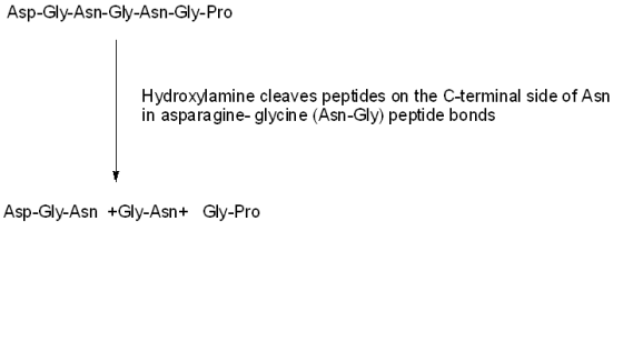 Asp-Gly-Asn-Gly-Asn-Gly-Pro Hydroxylamine cleaves peptides on the C-terminal side of Asn in asparagine-glycine (Asn-Gly) pept