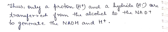 Thus, only a proton (H+) and a hydride (H:-) are transferred from the alcohol to the NA OT to generate the NADH and Ht. .
