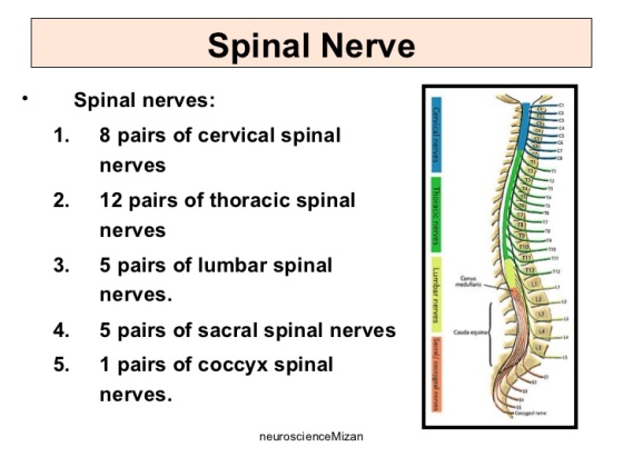 Spinal Nerve Spinal nerves: 8 pairs of cervical spinal nerves 12 pairs of thoracic spinal nerves 5 pairs of lumbar spinal ner