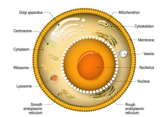 Golgi apparatus - Mitochondrion - Cytoskeleton Centrosome Membrane Cytoplasm Vesicle hun Ribosome - Nucleolus Nucleus Lysosom