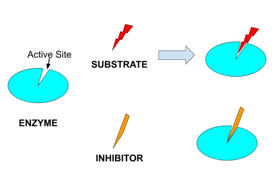 Active Site SUBSTRATE ENZYME INHIBITOR