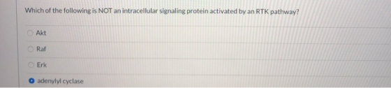 Which of the following is NOT an intracellular signaling protein activated by an RTK pathway? Akt Raf Erk adenylyl cyclase