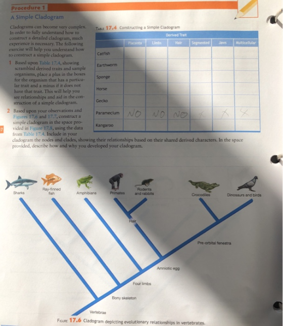 Procedure 1 A Simple Cladogram Cladograms can become very complex. T 17.4 Constructing a Simple Cladogram In order to fully u
