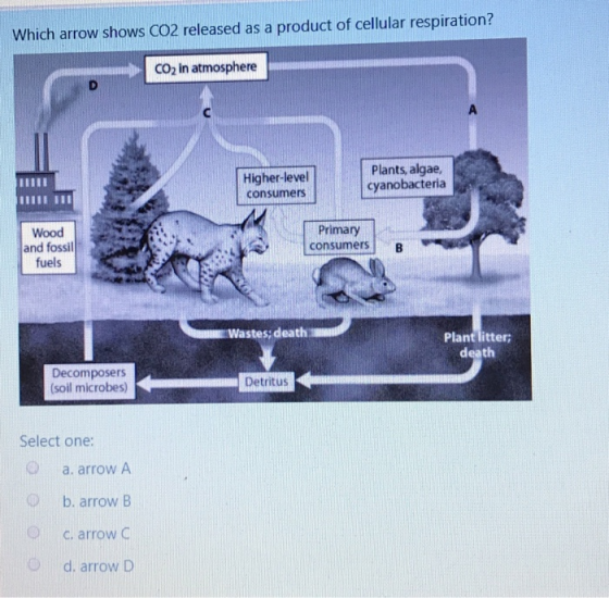 Which arrow shows CO2 released as a product of cellular respiration? CO2 in atmosphere Plants, algae, cyanobacteria Higher-le