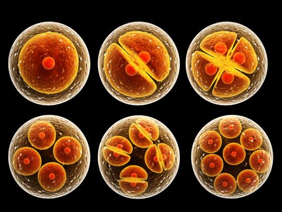Dividing cells
