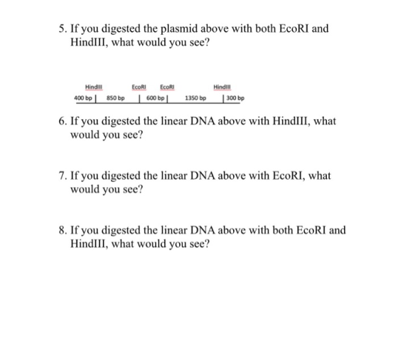 5. If you digested the plasmid above with both EcoRI and HindIII, what would you see? EcoRI Hindini ECORI 400 bp 850 bp 600 b