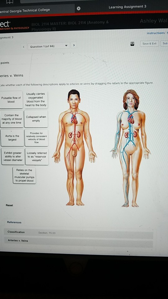 Learning Assignment 3 entral Georgia Technical College BIOL 2114 MASTER: BIOL 2114 (Anatomy & PHYSIOLOGY Physiology instructions gnment 3 Save & Exit Question 1 of 66 eries v. Veins cate whether each of the following descriptions apply to arteries or veins by dragging the labels to the appropriate figure. Usually carries Pulsatile flow of oxygenated blood from the blood heart to the body Contain the Collapsed when majority of blood empty at any one time Provides for Aorta is the relatively consistent largest velocity of blood Exhibit greater Loosely referred ability to alte to as reservoir vessel diameter vessels Relies on the skeletal muscular pumps to propel blood References Arteries v. Veins