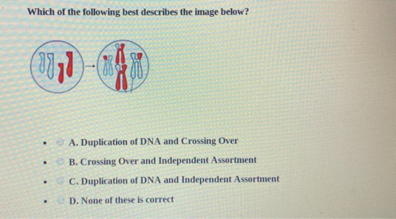 Which of the following best describes the image below? A. Duplication of DNA and Crossing Over B. Crossing Over and Independe