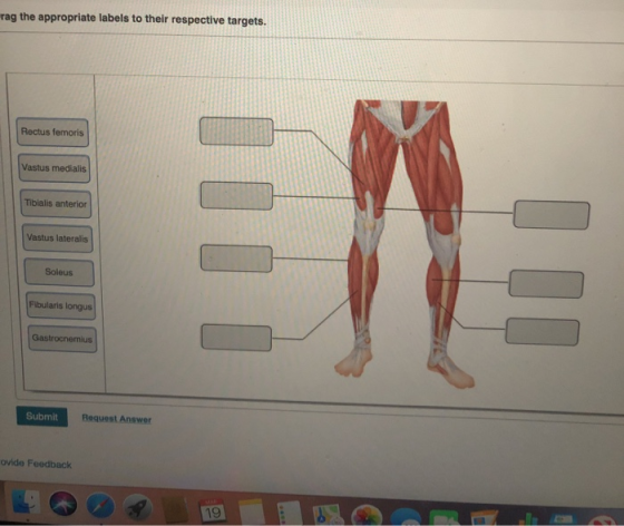 rag the appropriate labels to their respective targets. Rectus femoris Vastus medialis Tibialis anterior Vastus lateralis Sol