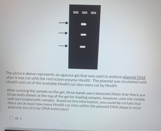 The picture above represents an agarose gel that was used to analyze plasmid DNA after it was cut with the restriction enzyme