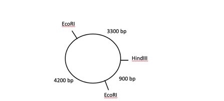 EcoRI 3300 bp Hindill 4200 bp 900 bp EcoRI