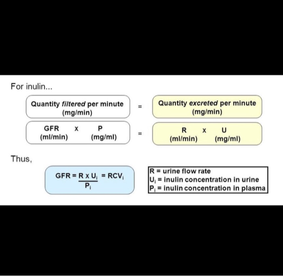 For inulin... Quantity filtered per minute (mg/min) Quantity excreted per minute (mg/min) GFR XP (ml/min) (mg/ml) RX U (ml/mi