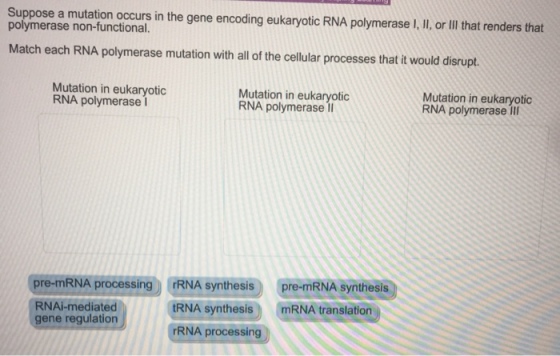 Suppose a mutation occurs in the gene encoding eukaryotic RNA polymerase I, II, or lll that renders that polymerase non-functional. Match each RNA polymerase mutation with all of the cellular processes that it would disrupt. Mutation in eukaryotic RNA polymerase I Mutation in eukaryotic RNA polymerase II Mutation in eukaryotic RNA polymerase III pre-mRNA processing RNA synthesispre-mRNA synthesis RNAi-mediated gene regulation IRNA synthesis mRNA translation rRNA processing