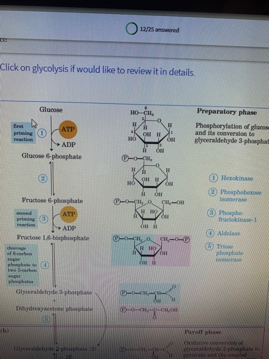 12/25 answered Click on glycolysis if would like to review it in details. Glucose Preparatory phase first ATP Phosphorylation