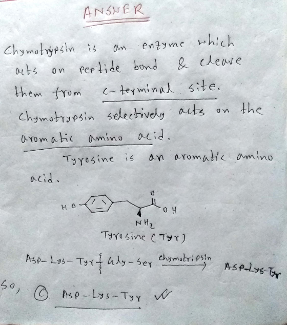 ANSWER Chymotrypsin is an enzyme which acts on peetide bond & cleave them from c-terminal site. Chymotrypsin selectively acts