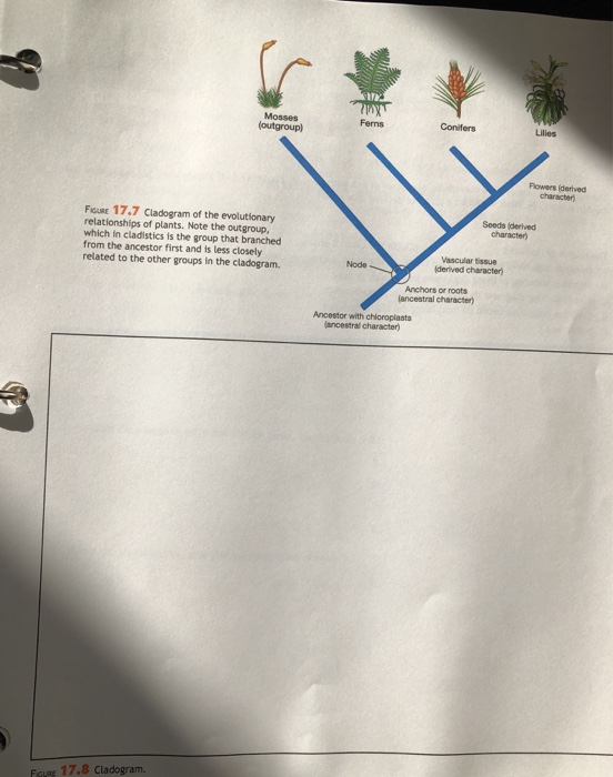 Mossos loutoroup Conifers Powered F Seeds derived character R 17.7 Cladogram of the evolutionary relationships of plants. Not