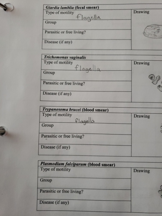 Giardia lamblia (fecal smear) Type of motility Drawing flagella Group Parasitic or free living? Disease (if any) Trichomona
