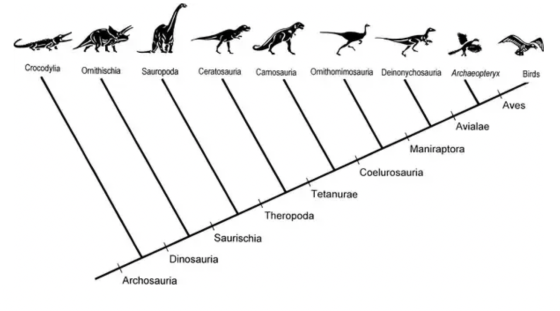 I t to do Crocodylia Ornithischia Sauropoda Ceratosauria Camosauria Omithomimosauria Deinonychosauria Archaeopteryx Birds Ave