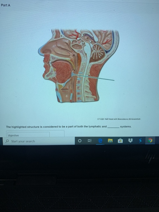Part A LT- Head with ustre Scan The highlighted structure is considered to be a part of both the lymphatic and - systems. dig