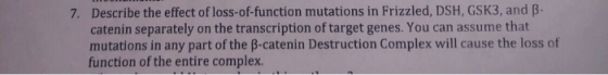 7. Describe the effect of loss-of-function mutations in Frizzled, DSHGSK3, and B! catenin separately on the transcription of