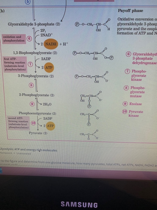 b) Payoff phase Glyceraldehyde 3-phosphate (2) ®-0_CH, CH- Oxidative conversion of glyceraldehyde 3-phosp pyruvate and the co