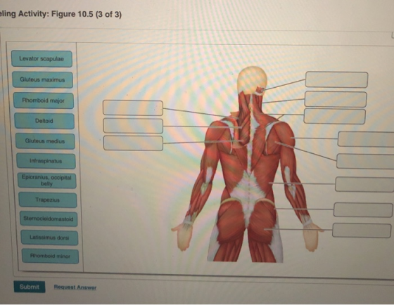 eling Activity: Figure 10.5 (3 of 3) Levator scapulae Gluteus maximus Rhomboid major Deltoid Gluteus medius Infraspinatus Epl