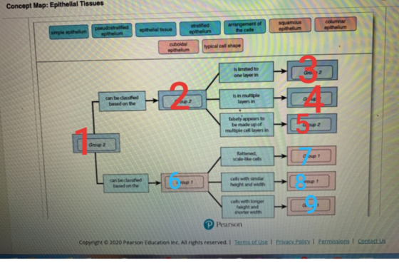 Concept Map: Epithelial Tissues pseudostratified simple epithelium epithelium arrangement of epithelial tissue epithelium the