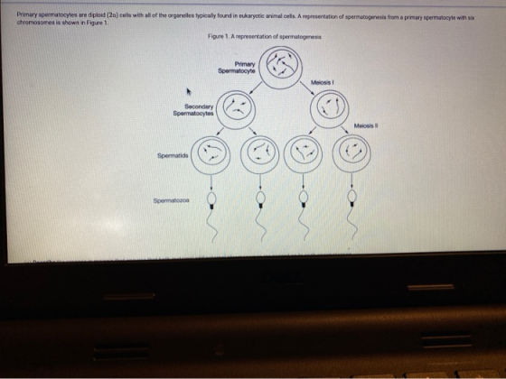Primary spermatocytes are diploid (2n) cells with all of the organelles typically found in eukaryotic animal cells. A represe
