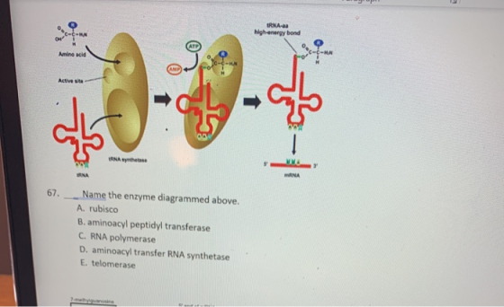 RNA- high-energy bond Active site RNA synthese 67 Name the enzyme diagrammed above. A. rubisco B. aminoacyl peptidyl transfer