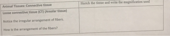 Sketch the tissue and write the magnification used Animal Tissues: Connective tissue Loose connective tissue (CT) (Areolar ti