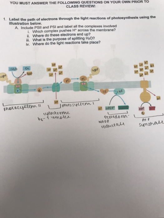 YOU MUST ANSWER THE FOLLOWING QUESTIONS ON YOUR OWN PRIOR TO CLASS REVIEW! 1. Label the path of electrons through the light r