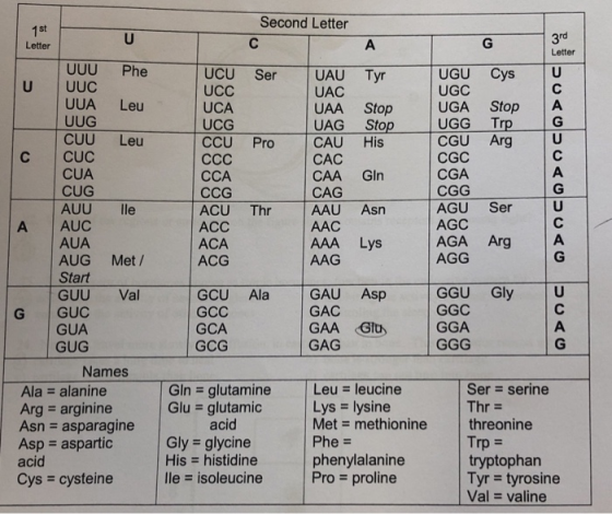 Second Letter 1 st Letter A 3rd Letter UUU UUC Phe Ser Tyr UUA Leu Stop Stop His Pro UCU UCC UCA UCG CCU CCC CCA CCG ACU ACC