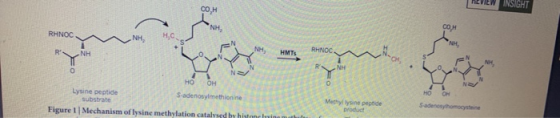 REVIEW INSIGHT RHNOC HO RNH N HÓ OH Lysine peptide sadenosylmethionine substrate Figure 1 Mechanism of lysine methylation c
