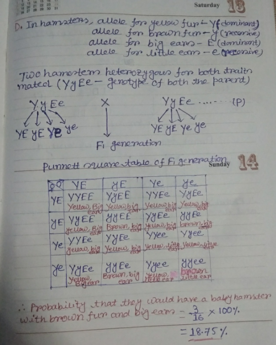 Saturday In hamsters, allele for yellow fupi yf dominant) allele for brown funa y pecessive) allele for big ears - E(dominant
