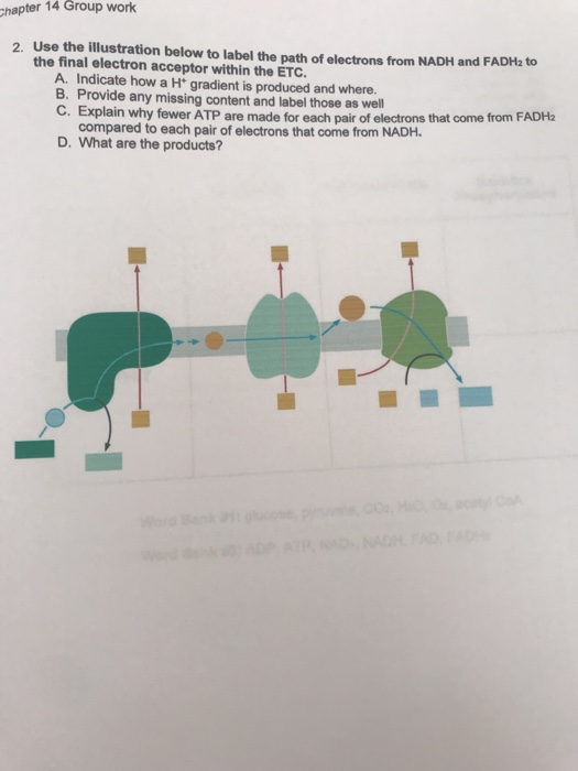 Chapter 14 Group work 2 Use the illustration below to label the path of electrons from NADH and FADH the final electron accep