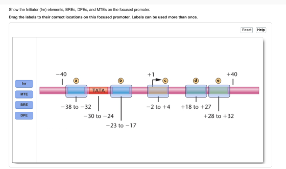Show the Initiator (Inr) elements, BRES, DPEs, and MTEs on the focused promoter. Drag the labels to their correct locations o