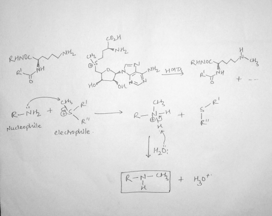 CD, И + Ети, RHNOG es i RHNOC- mith HMT + Hot ANN ОИ cih el ch R- Nih $1 07 + + + ss R electrophile. Nucleophile 1720