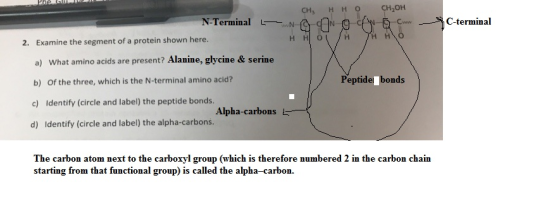 CH3 ННО СНОн CH20H N-Terminal L, /.N-G C-terminal Examine the segment of a protein shown here. a) What amino acids are present? Alanine, glycine & serine b) Of the three, which is the N-terminal amino acid? c) Identify (circle and label) the peptide bonds. d) Identify (circle and label) the alpha-carbons 2. Peptidel bonds Alpha-carbons L The carbon atom next to the carboxyl group (which is therefore numbered 2 in the carbon chain starting from that functional group) is called the alpha-carbon.