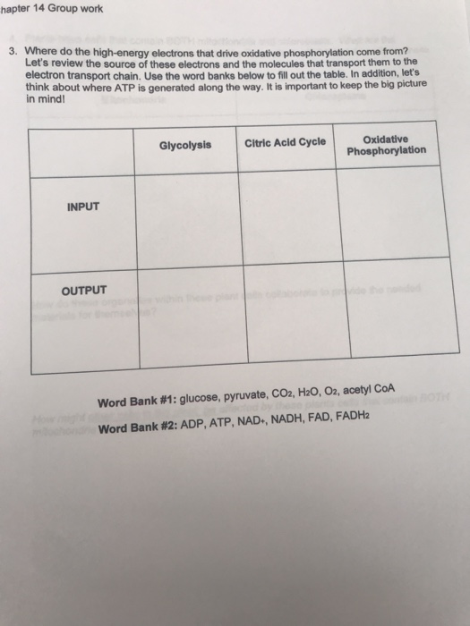 hapter 14 Group work 3. Where do the high-energy electrons that drive oxidative phosphorylation come from? Lets review the s