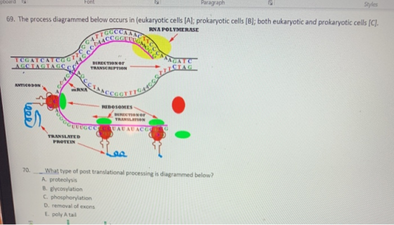 ard Font Paragraph Styles 69. The process diagrammed below occurs in (eukaryotic cells (A); prokaryotic cells [B]; both eukar