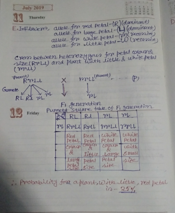 17 18 19 20 21 July 2019 11 Thursday Inflower, allele for ped petal-R)(dominant) allele for lame petalu (dominant) allele for