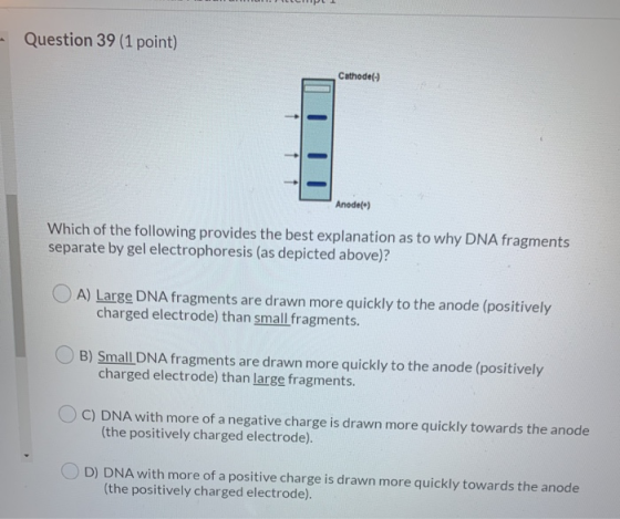 Question 39 (1 point) Cathode(1) Anodef*) Which of the following provides the best explanation as to why DNA fragments separa