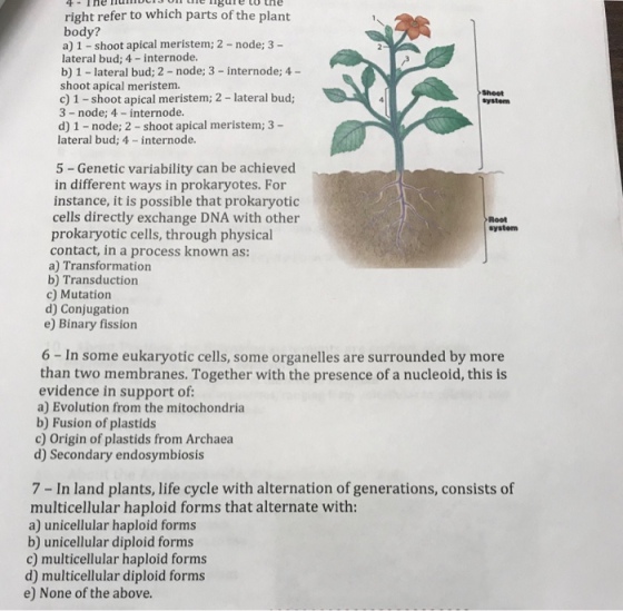 right refer to which parts of the plant body? a) 1 shoot apical meristem; 2-node; 3- lateral bud; 4 - internode. b) 1 lateral bud; 2 - node; 3 - internode; 4- shoot apical meristem. c) 1-shoot apical meristem; 2 - lateral bud; Shoot systen 3- node; 4 - internode. d) 1- node; 2 -shoot apical meristem; 3 - lateral bud; 4 - internode. 5 - Genetic variability can be achieved in different ways in prokaryotes. For instance, it is possible that prokaryotic cells directly exchange DNA with other Root system prokaryotic cells, through physical contact, in a process known as: a) Transformation b) Transduction c) Mutation d) Conjugation e) Binary fission 6 - In some eukaryotic cells, some organelles are surrounded by more than two membranes. Together with the presence of a nucleoid, this is evidence in support of a) Evolution from the mitochondria b) Fusion of plastids c) Origin of plastids from Archaea d) Secondary endosymbiosis 7 - In land plants, life cycle with alternation of generations, consists of multicellular haploid forms that alternate with: a) unicellular haploid forms b) unicellular diploid forms c) multicellular haploid forms d) multicellular diploid forms e) None of the above.
