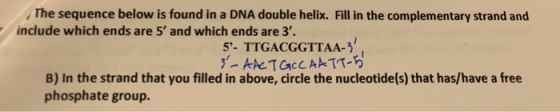 The sequence below is found in a DNA double helix. Fill in the complementary strand and include which ends are 5 and which e