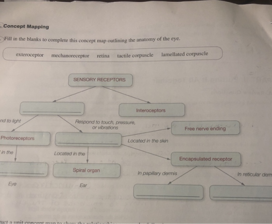 Concept Mapping Fill In The Blanks To Complete This Concept Map Outlining The Anatomy Of The 