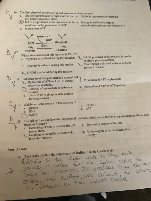 a. vestment phase because for later use Glucose accumulates to high levels d. NAD+ regenerated cell before glycolysis starts. NADH is produced as an investment to be e. Energy is used in two steps to used later in the generation of ATP phosphorylate glucose and fructose-6-P c. It generates ATP NADH +H NAD CH3 7. Pyruvate dehydrogenase Which statement about this reaction is TRUE? NAD+ produced in this reaction is used in Pyruvate is oxidized during this reaction oxidative phosphorylation b. Pruvate is reduced during this reaction This reaction is favored when lot of 02 is present in the cell NADH is reduced during this reaction 18. Substrate-level phosphorylation is exemplified by in glycolysis Hydrolysis of ATP to ADP+Pi during d. Production of ATP Production of ATP by ATP synthase b.) Removal of a phosphate to activate an c. Use of ATP to late glucose during glycolysis 19. Which one is the product of Photosystem I? d. NADPH e. ATP b. H20 NADH following mechanisms allows such 20. The cell performs unfavorable biochemical reactions. Which one of the of the cell reactions to occur? c. Decreasing entropy a. Generating of heat to increase the cell temperature d. Using enzyme to decrease activation unfavorable reaction with b favorable reaction Short Answer 21. G pts each) Explain the importance of Rubisco in the Calvin cycle rain source in or as for the Calvin cycle to Aes En pai its ent, Gras allows